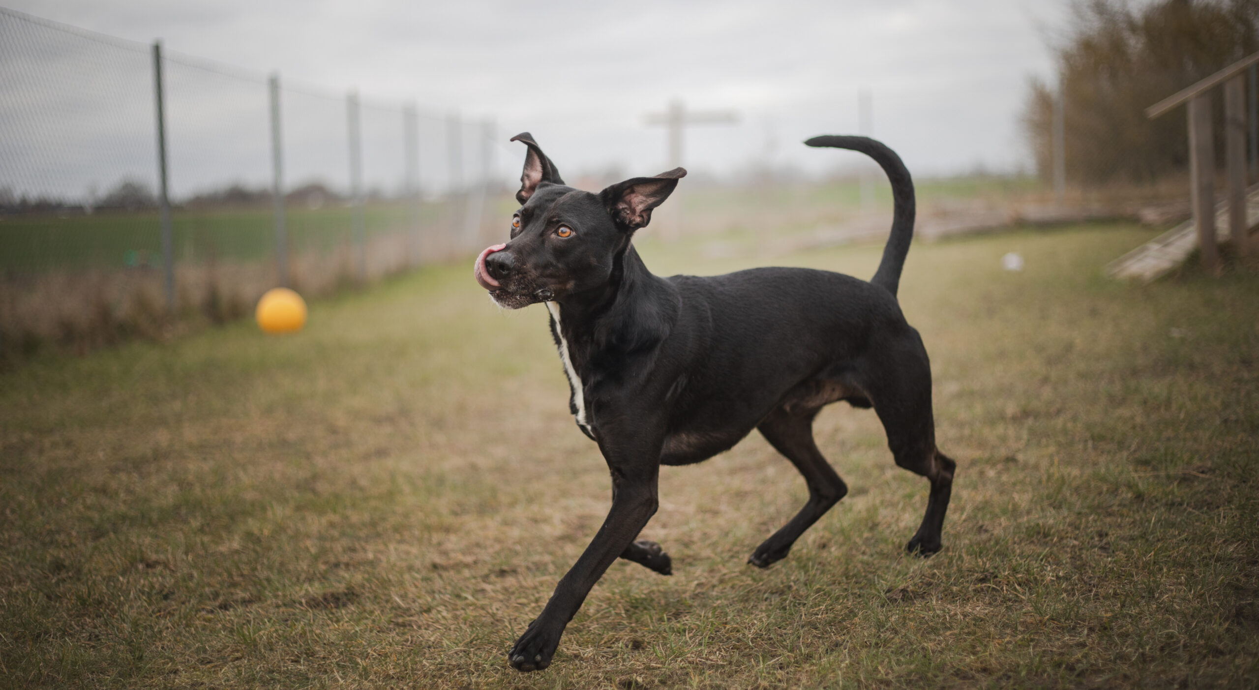 Hundstallet I rkelljunga Hundstallet hundstallet-i-rkelljunga-hundstallet