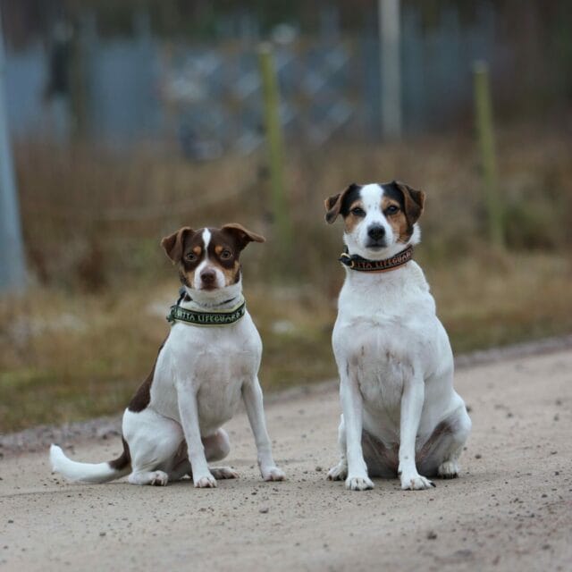 Rut och Ronjja