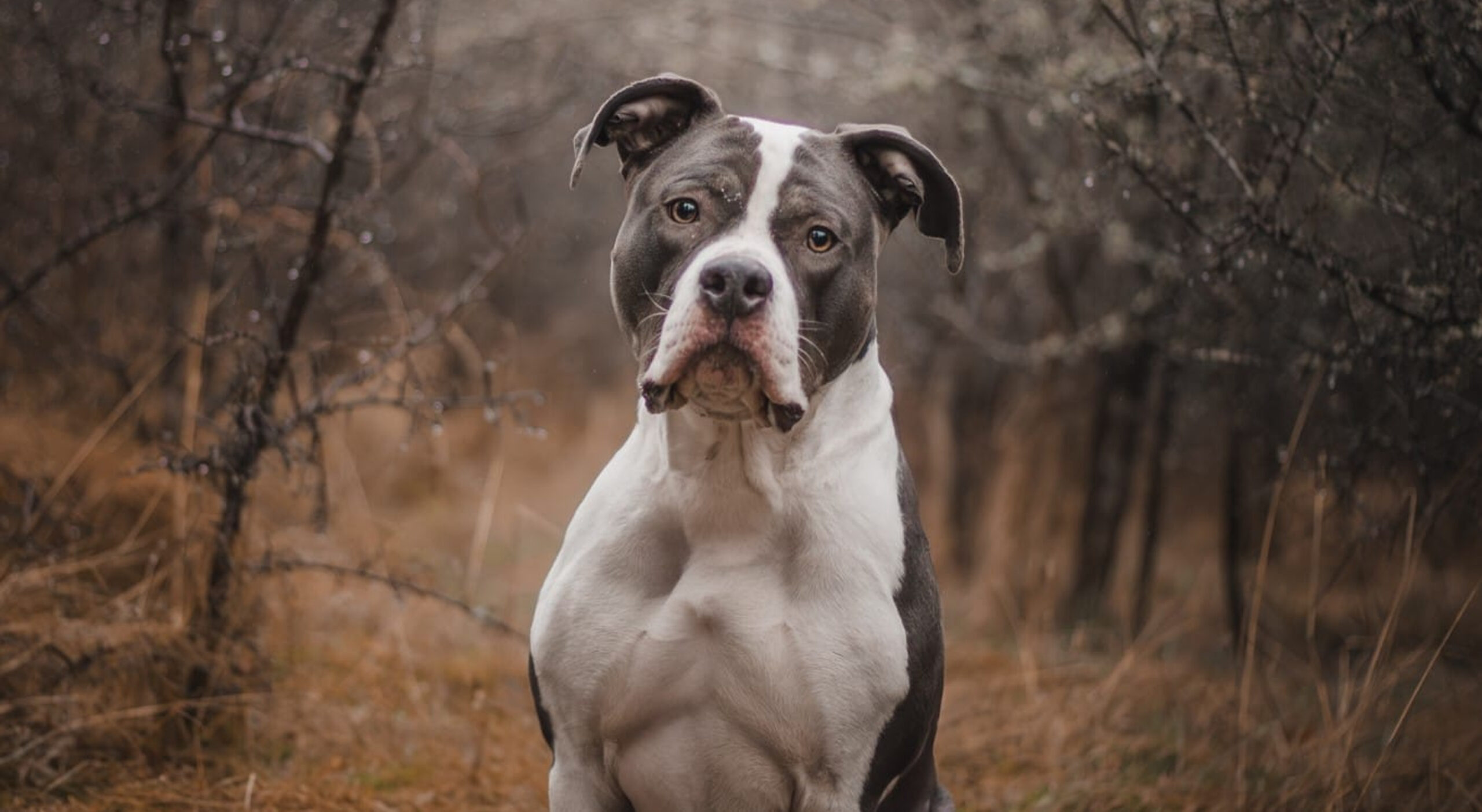 En hund som sitter i skogen.