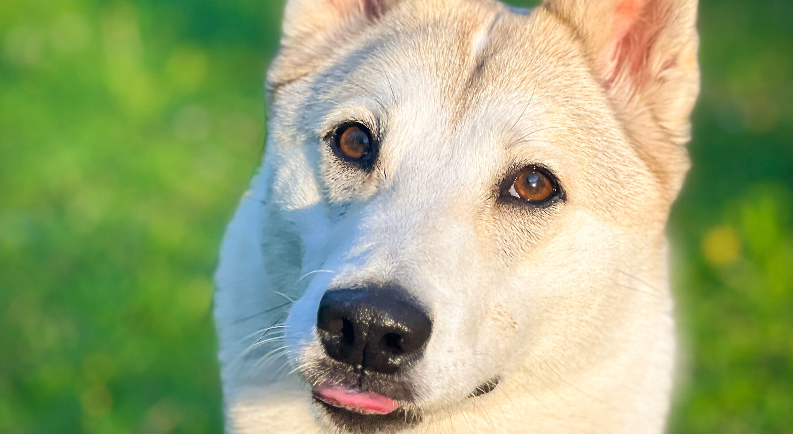 Laika njuter i solen