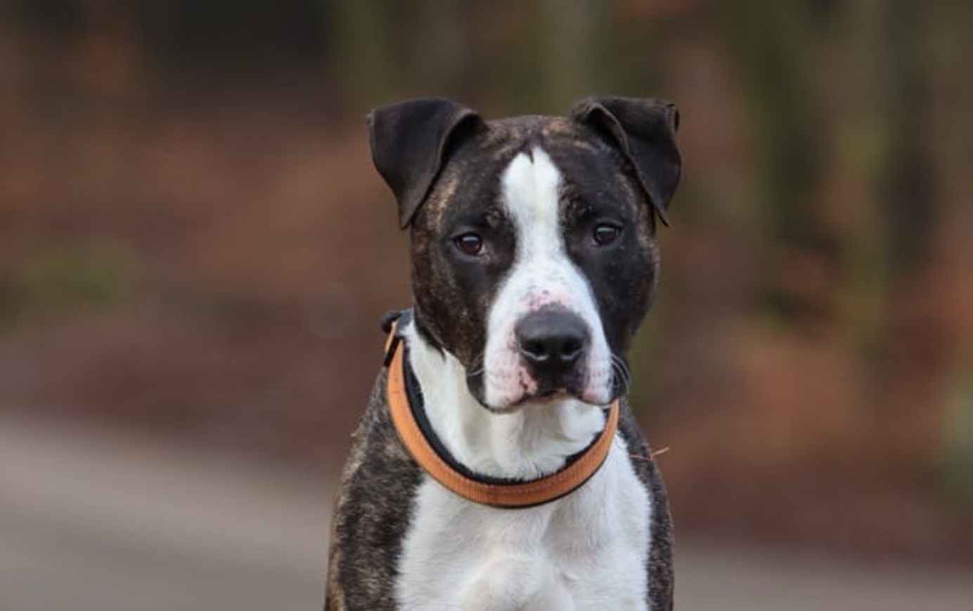 Hund tittar in i kamera