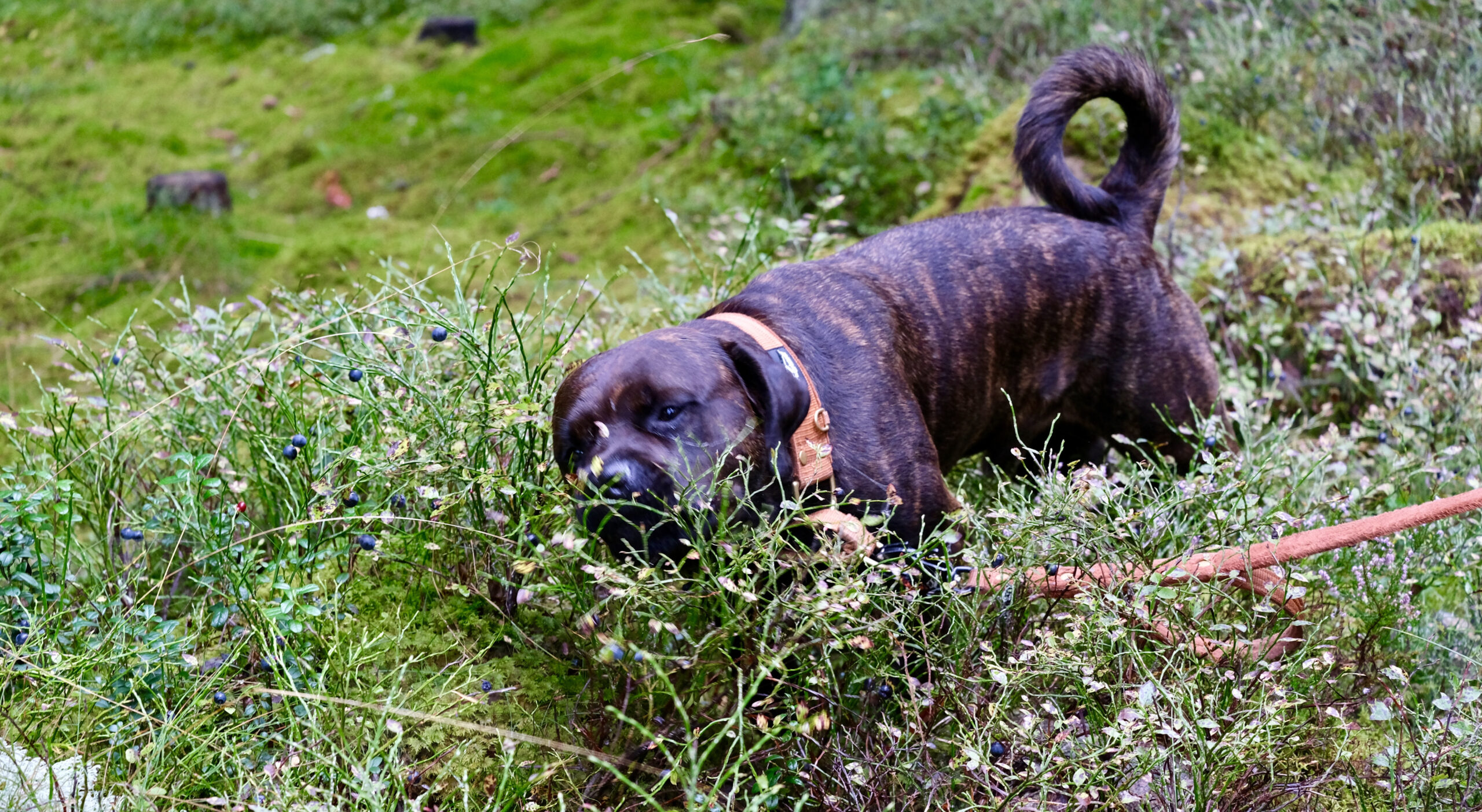 En brun hund som står bland blåbärsris i skogen. 