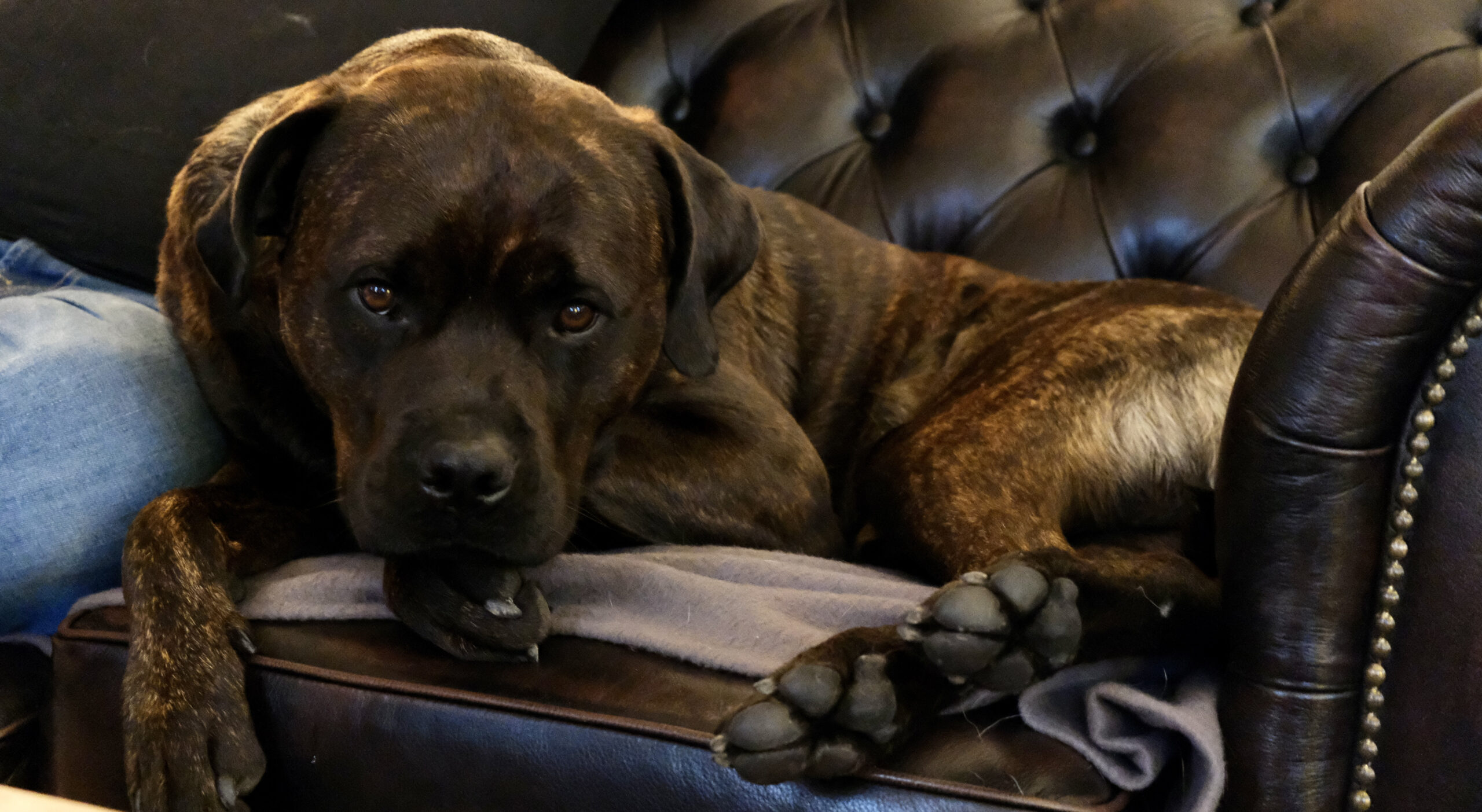 En stor brun hund som ligger i en lädersoffa.