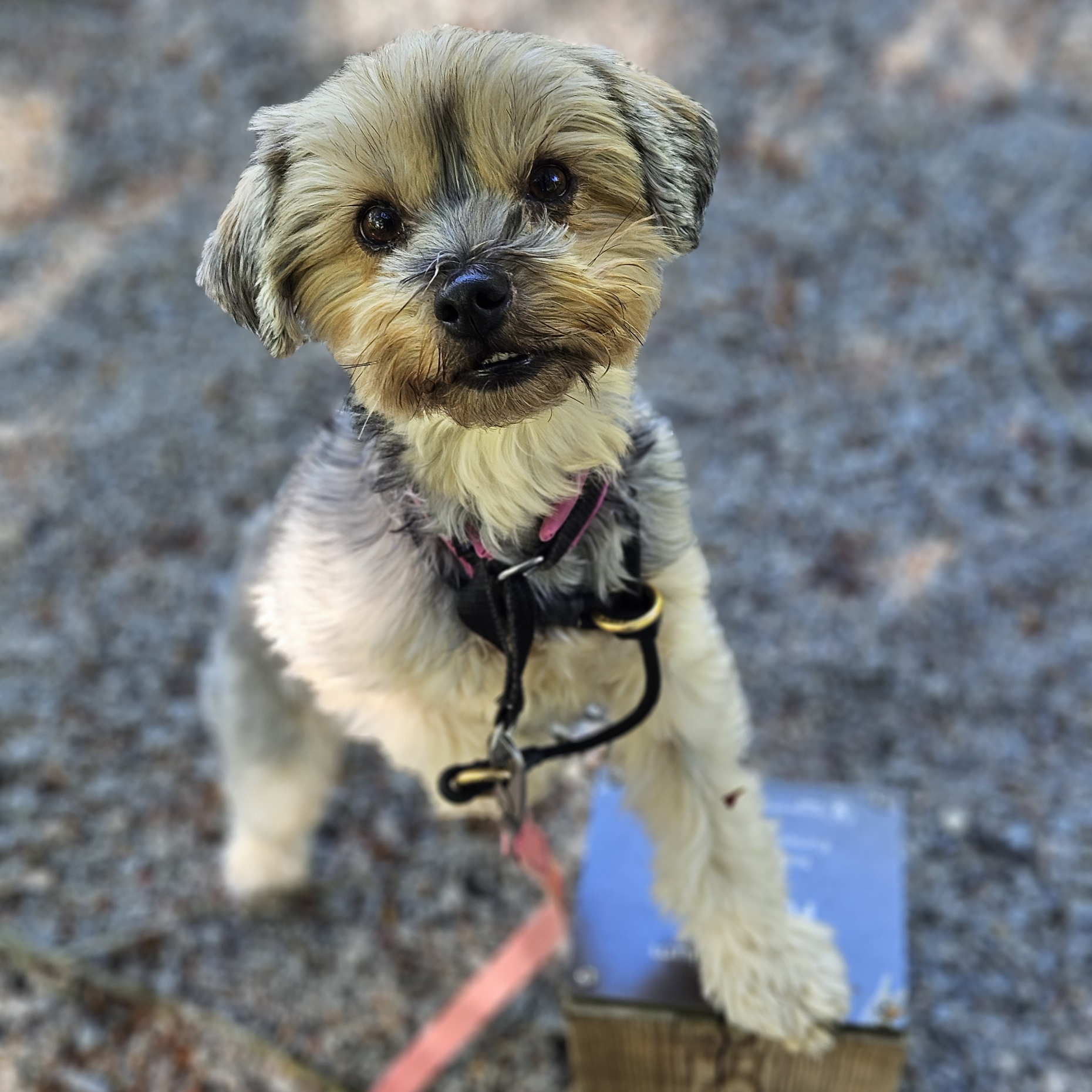 Grynet Hundstallet grynet-hundstallet