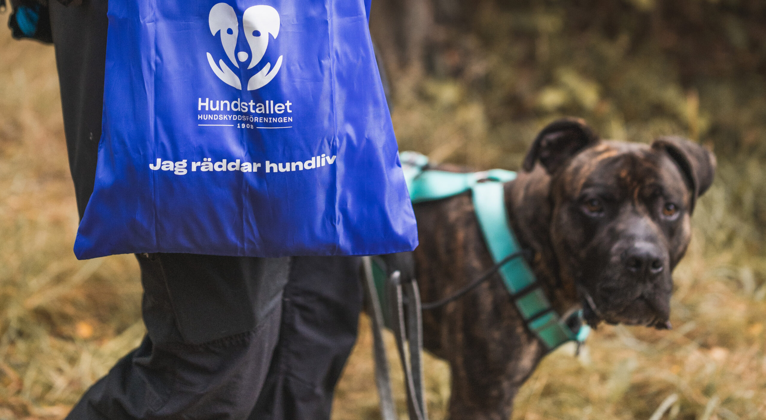 En person rastar en hund och bär en blå kasse.