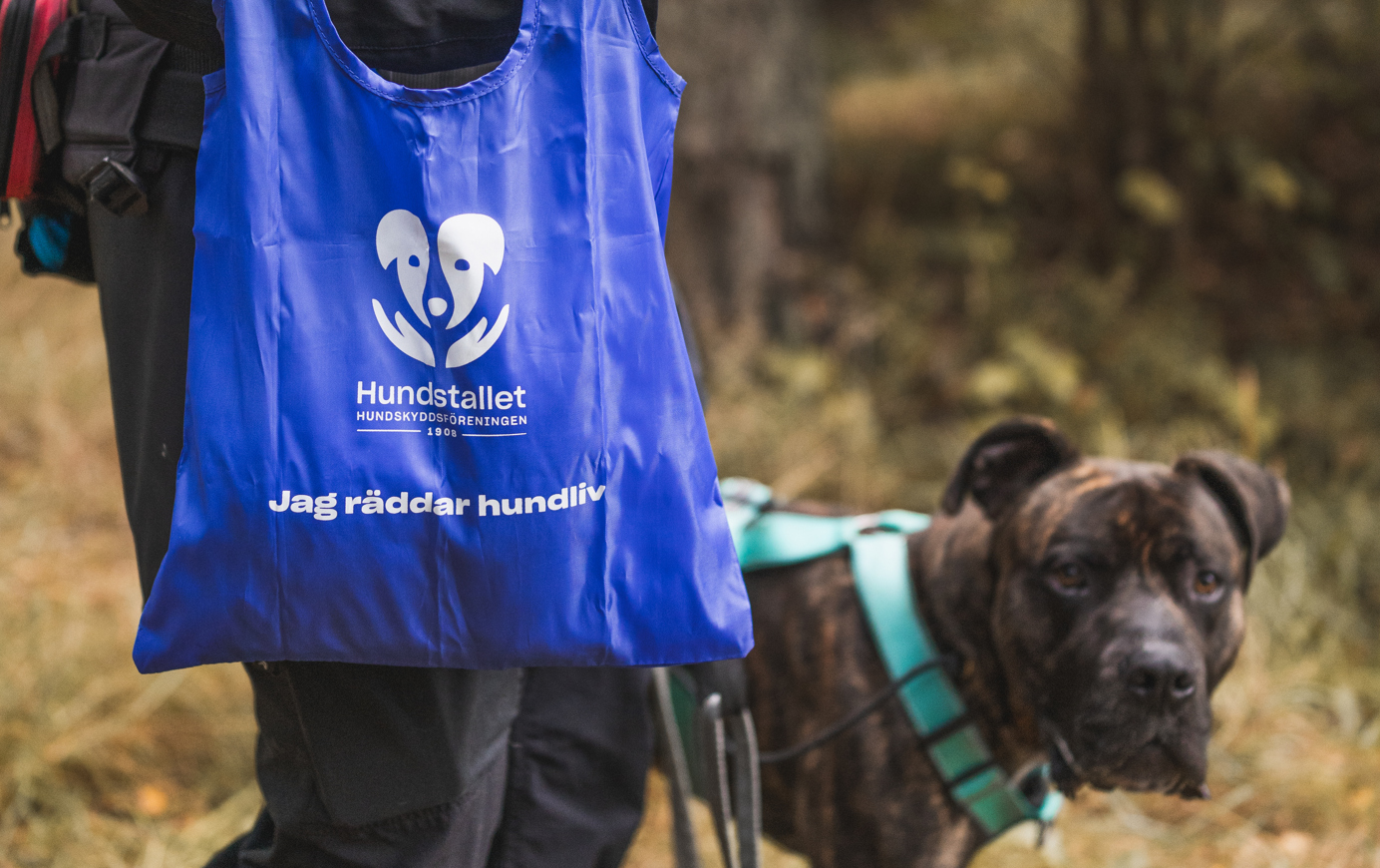 Blå påse och hund