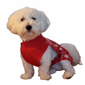 En liten vit hund med en röd tröja.