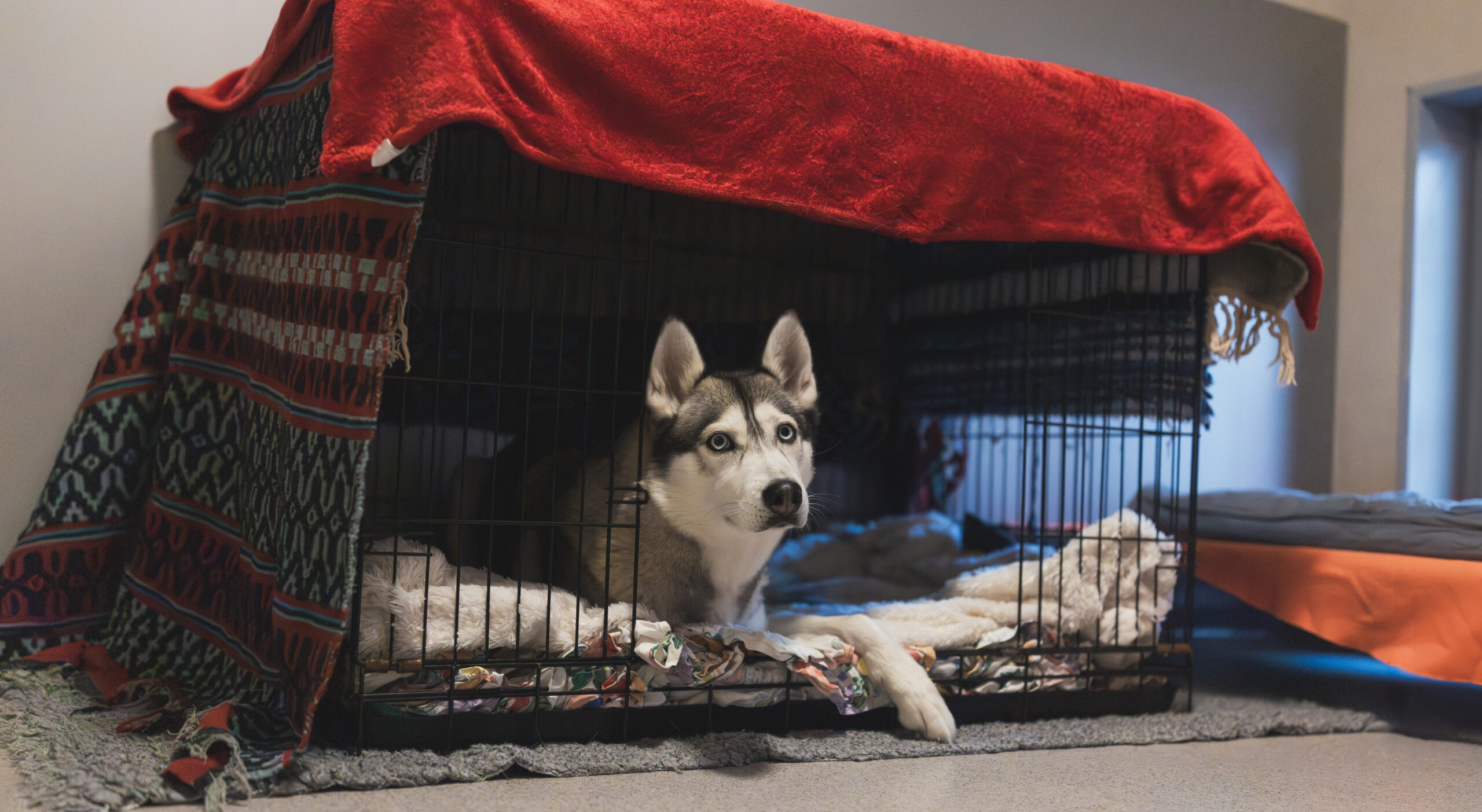 En hund som ligger i en öppen bur som är täckt med filtar.