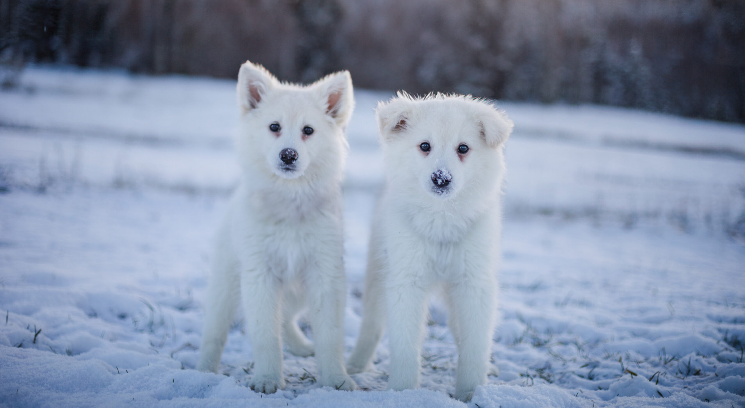 två vita valpar i snö