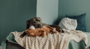 En hund som ligger på en säng och sover med huvudet på ett gosedjur.