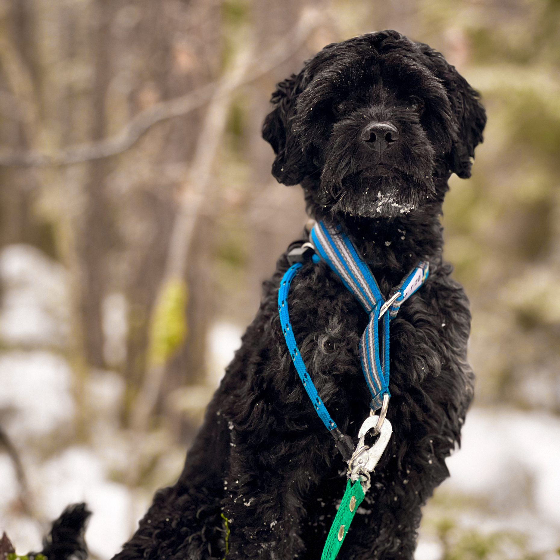 Ralph | Hundstallet