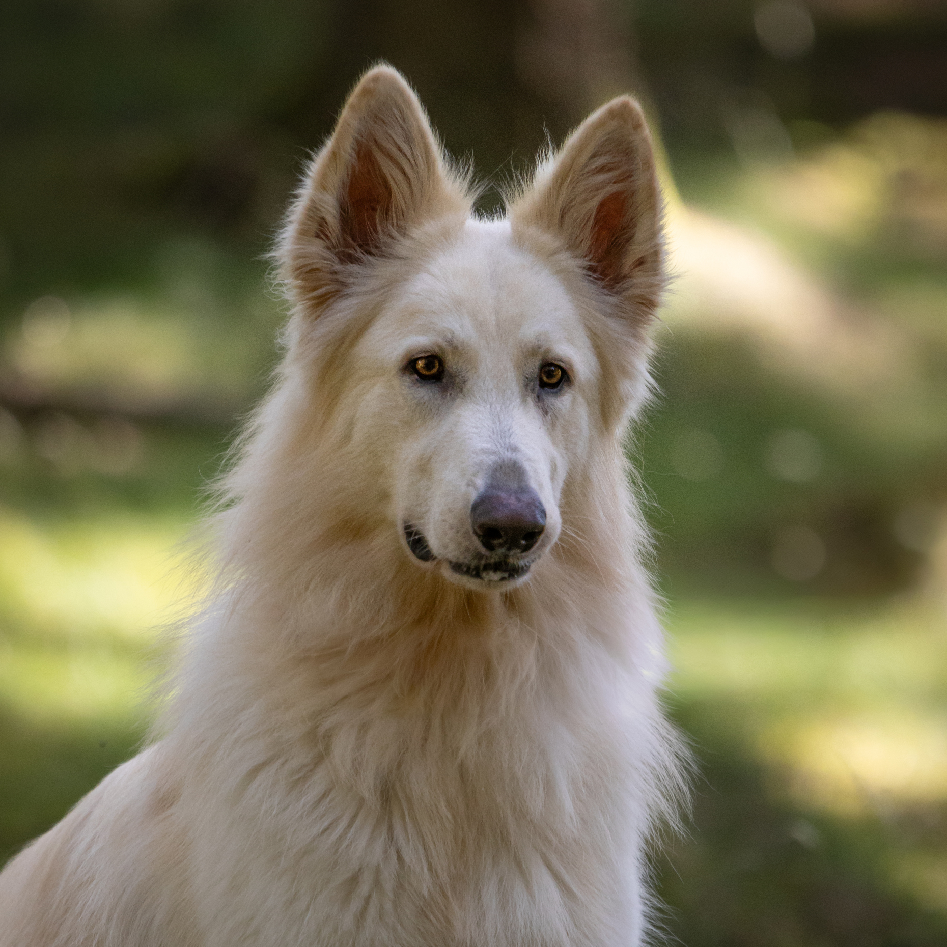 vit herdehundsblandning i skog
