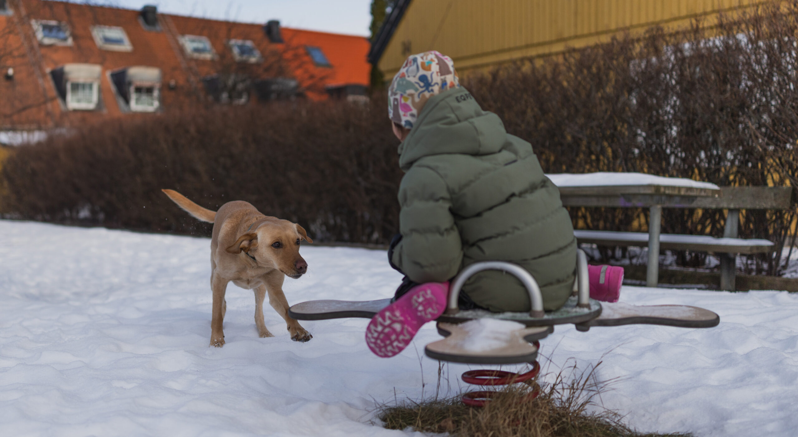 En hund som springer fram mot ett barn som leker i en lekpark.