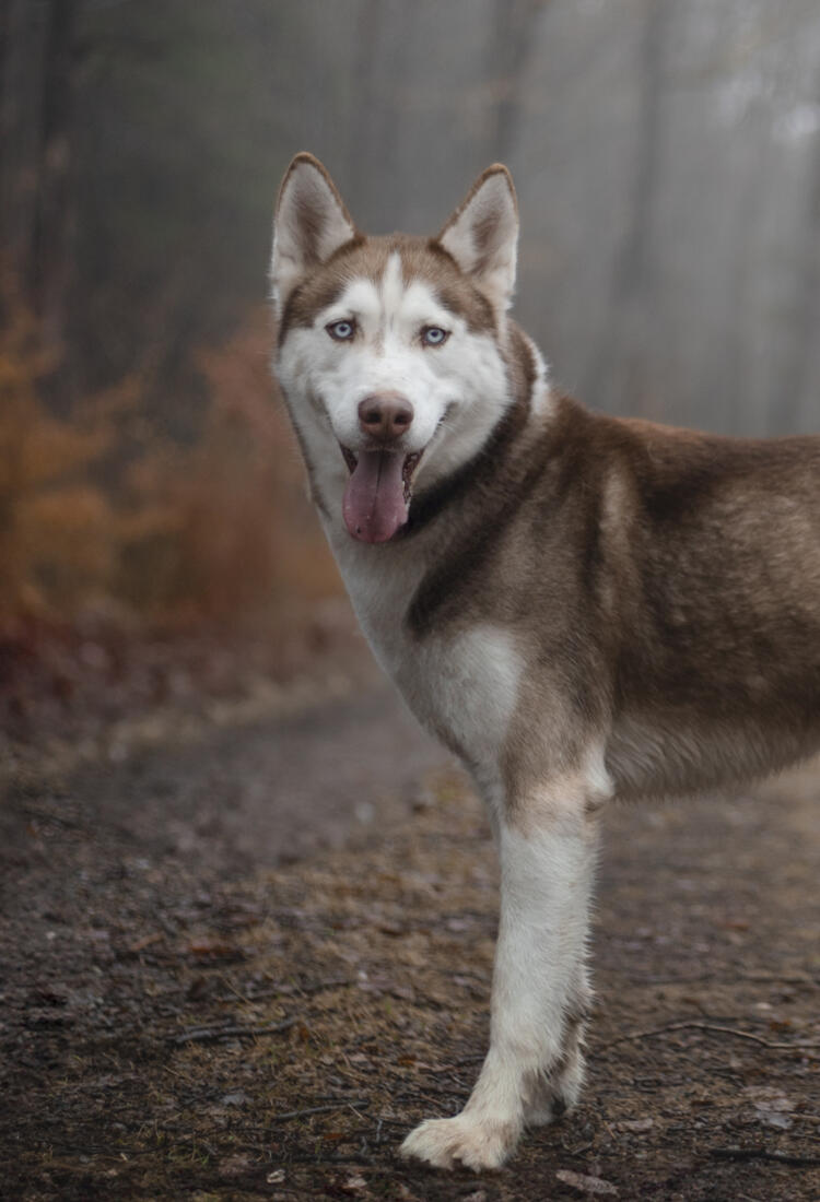 Gramse-6-1.jpg En hund som står på en grusväg i skogen.