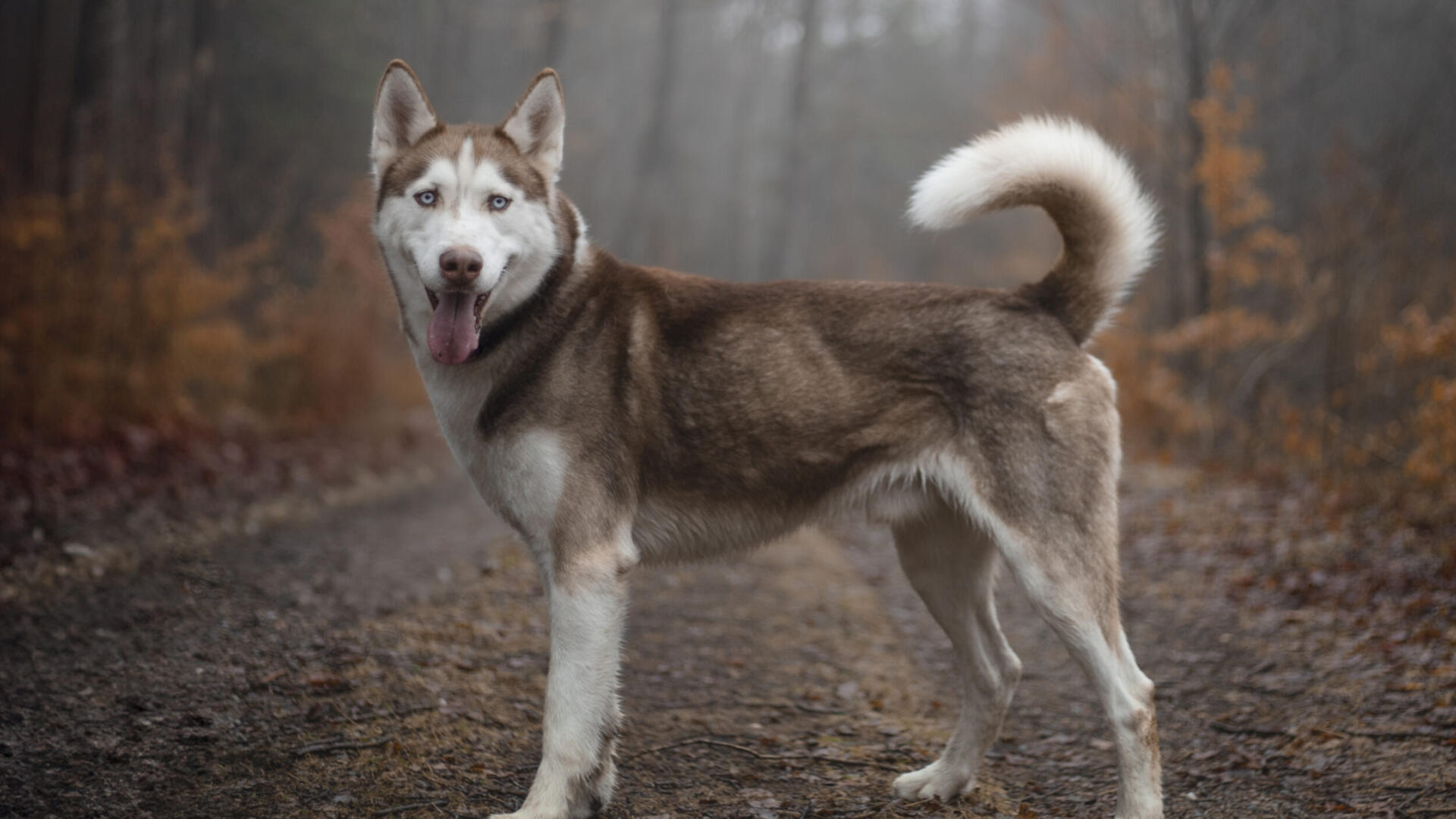 Gramse-6.jpg En hund som står på en grusväg i skogen.