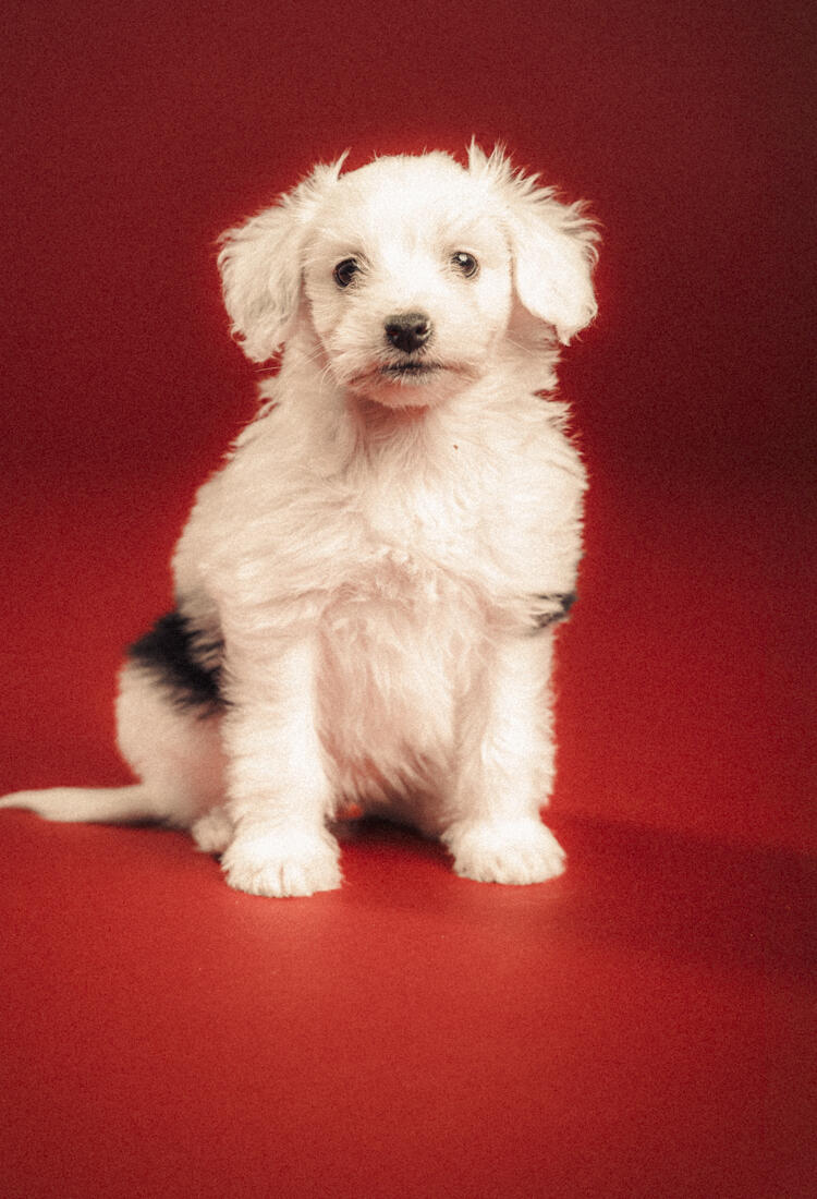 En liten vit hund sitter vid en röd bakgrund.