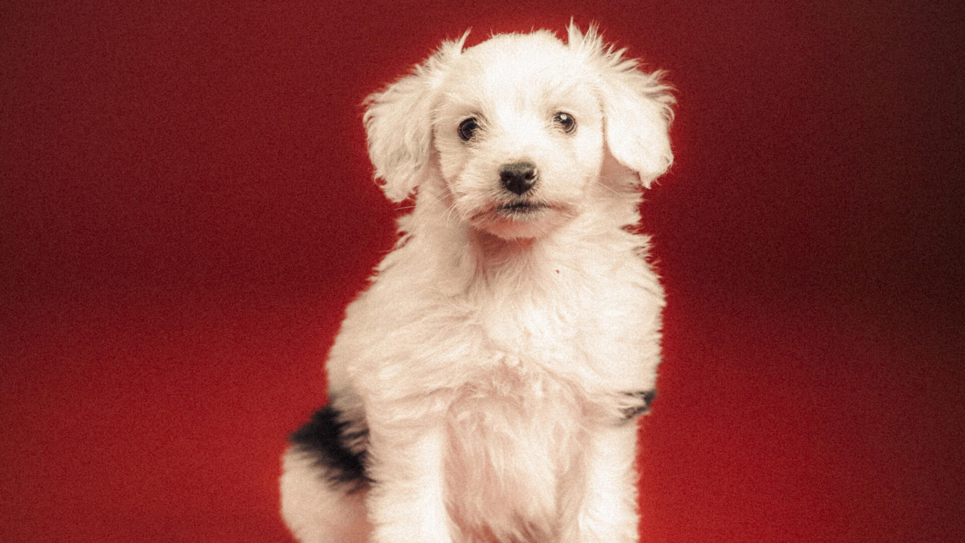 En liten vit hund sitter vid en röd bakgrund.