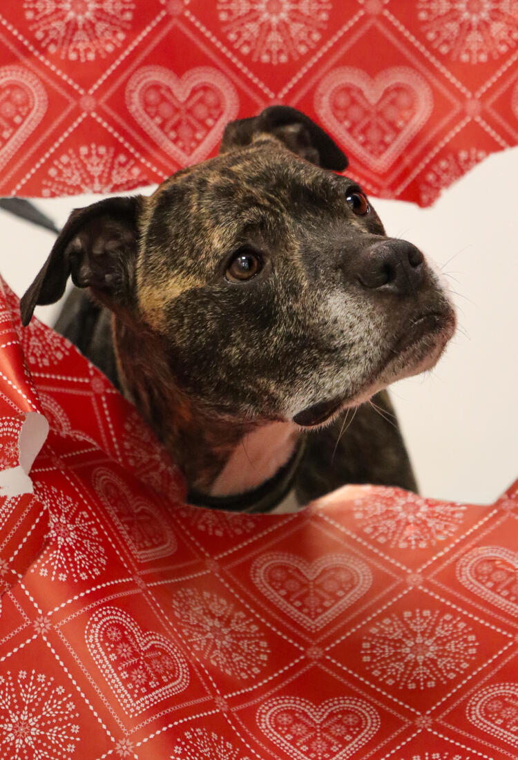 Bamse-6.jpg En hund som tittar genom ett hål i julklappspapper.