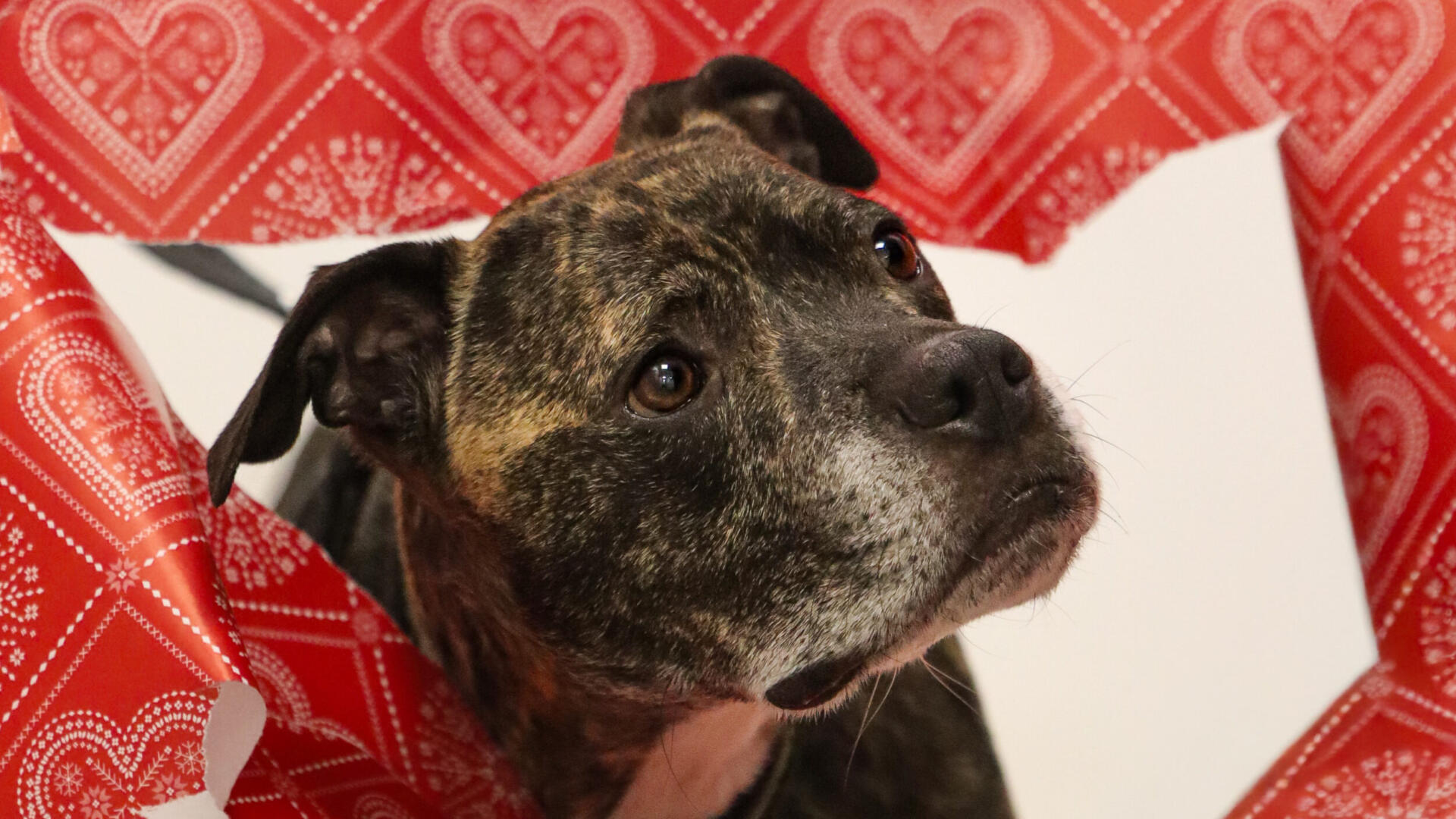 Bamse.jpg En hund som tittar genom ett hål i julklappspapper.