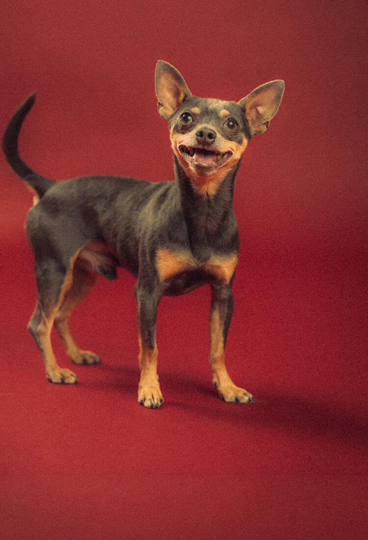 En glad brun hund som tittar in i kameran. Röd bakgrund. 