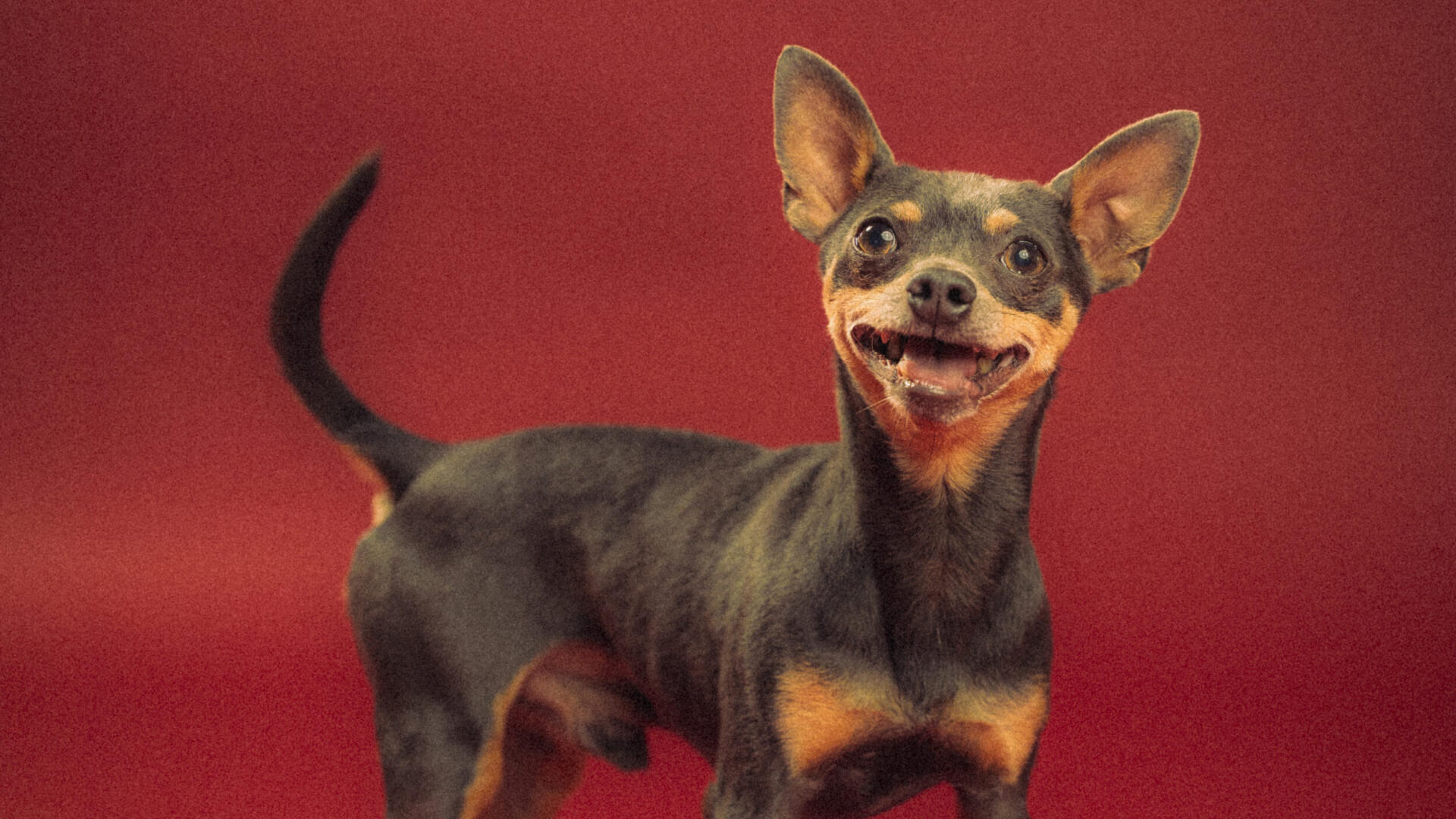 En glad brun hund som tittar in i kameran. Röd bakgrund. 