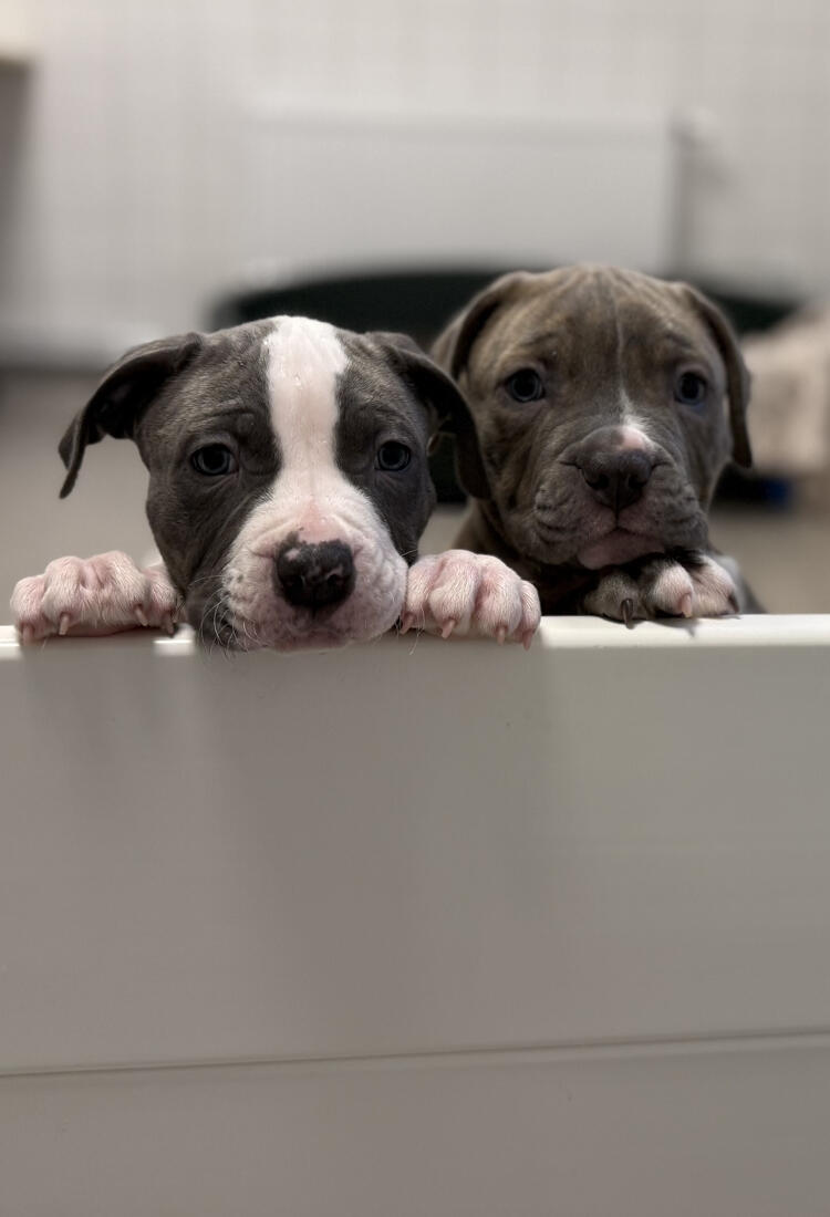 Två valpar som tittar över en låg vägg i ett rum.