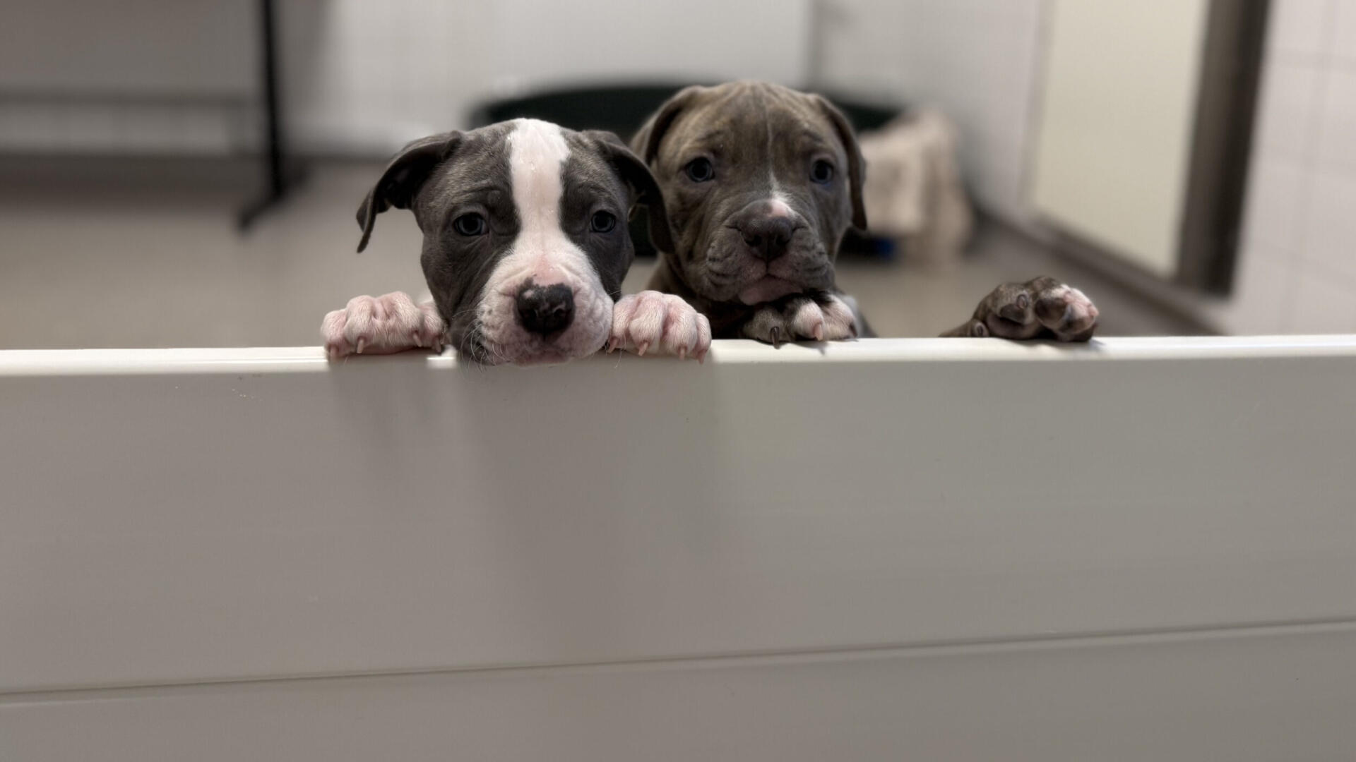 Två valpar som tittar över en låg vägg i ett rum.