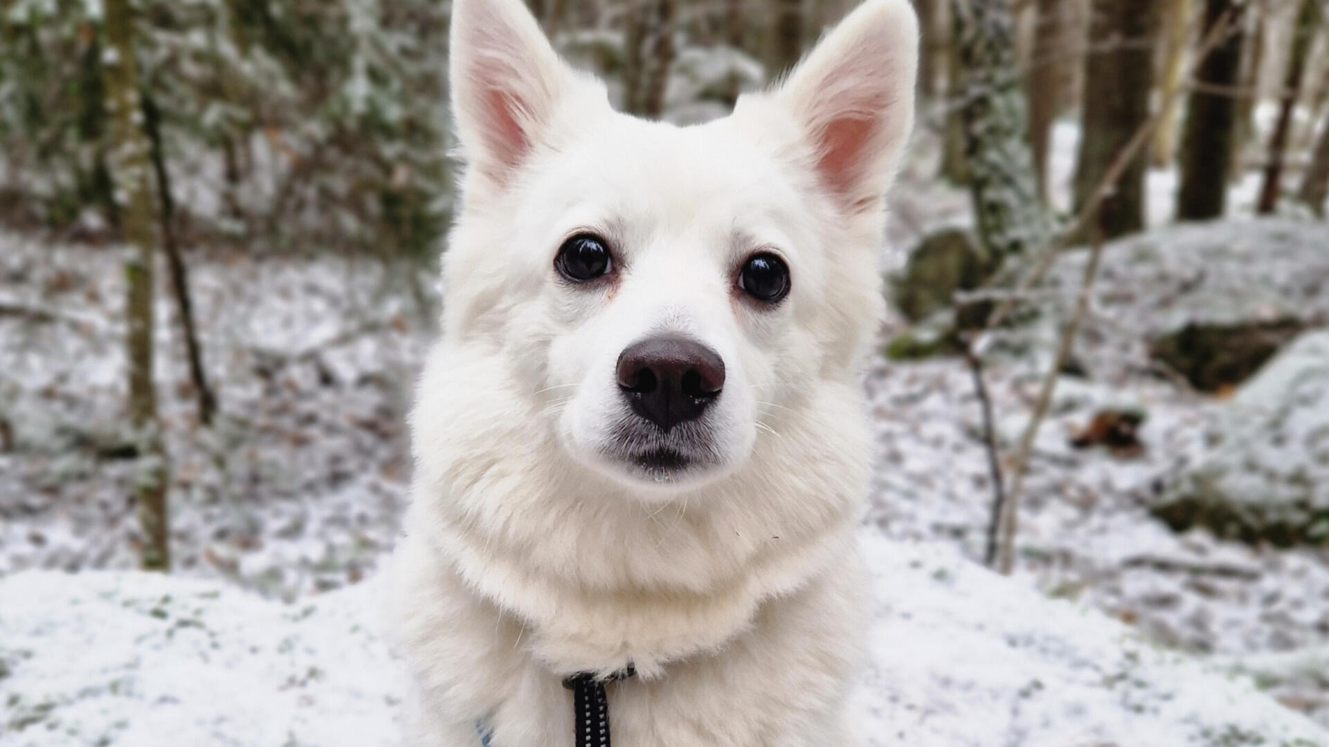 En vit hund som står på snötäckt mark.