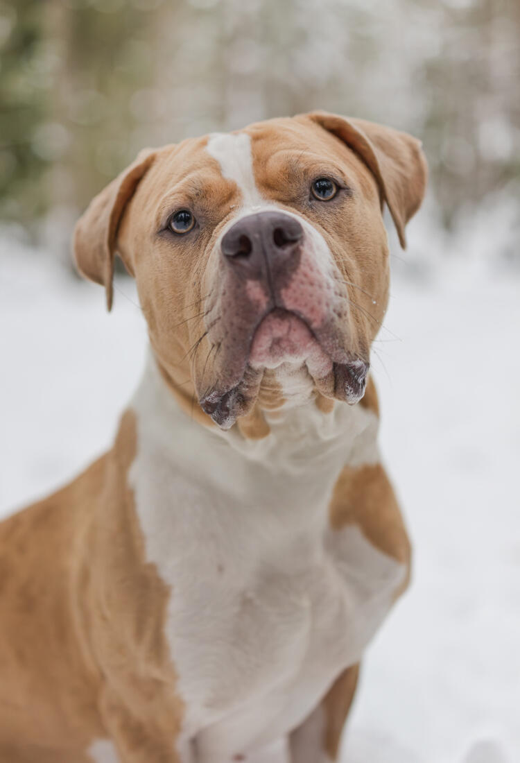 Nala-6-1.jpg En brun och vit hund som sitter i snön.