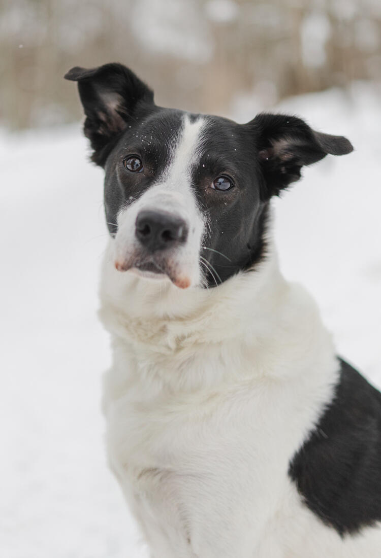 En svartvit hund som sitter i snön.