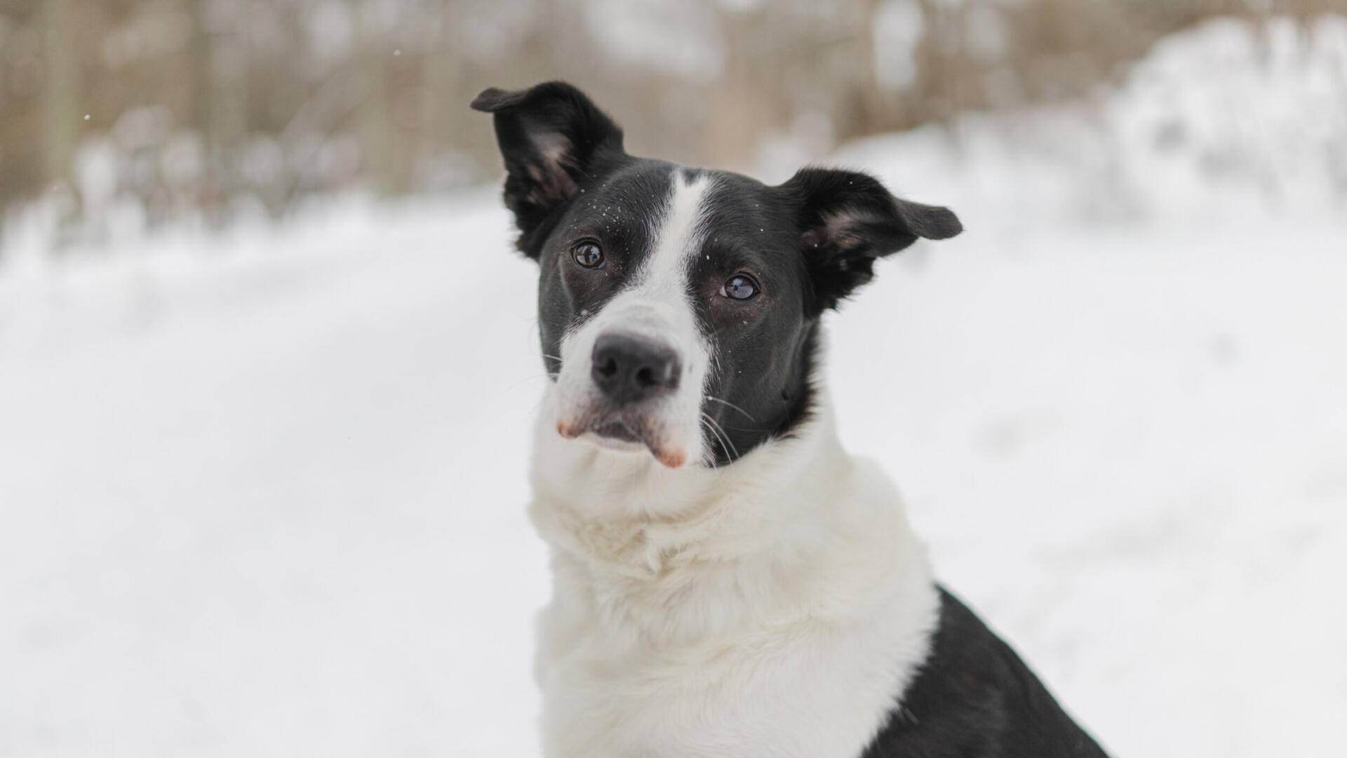 En svartvit hund som sitter i snön.