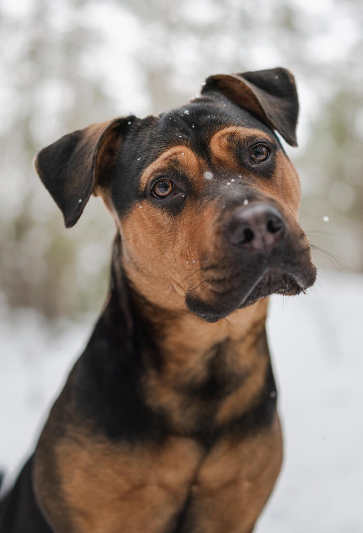 Bella-2-1.jpg En brun och svart hund som sitter i snön.