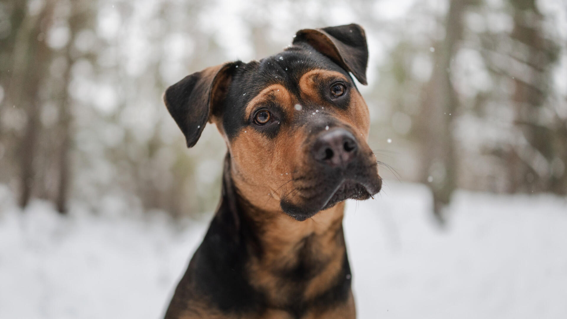 Bella-2.jpg En brun och svart hund som sitter i snön.