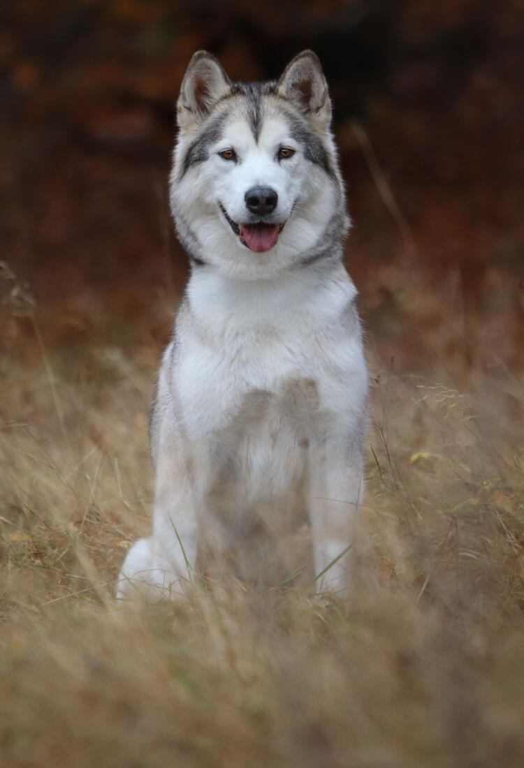 Glad tik sitter på ett öppet fällt med skogen bakom