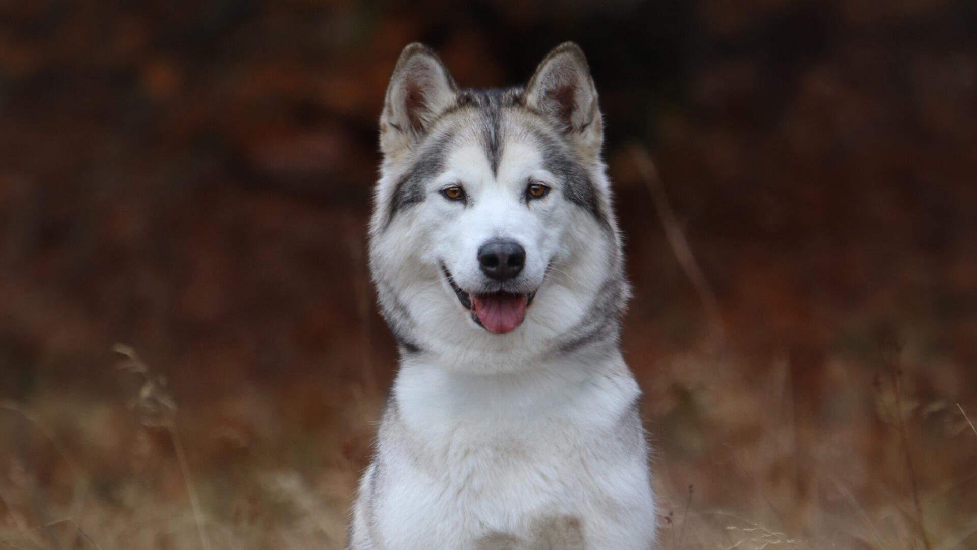 Glad tik sitter på ett öppet fällt med skogen bakom