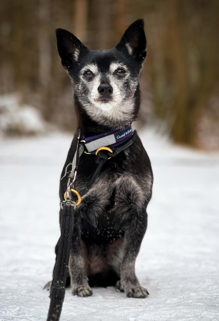 En svartvit hund som sitter i snön.