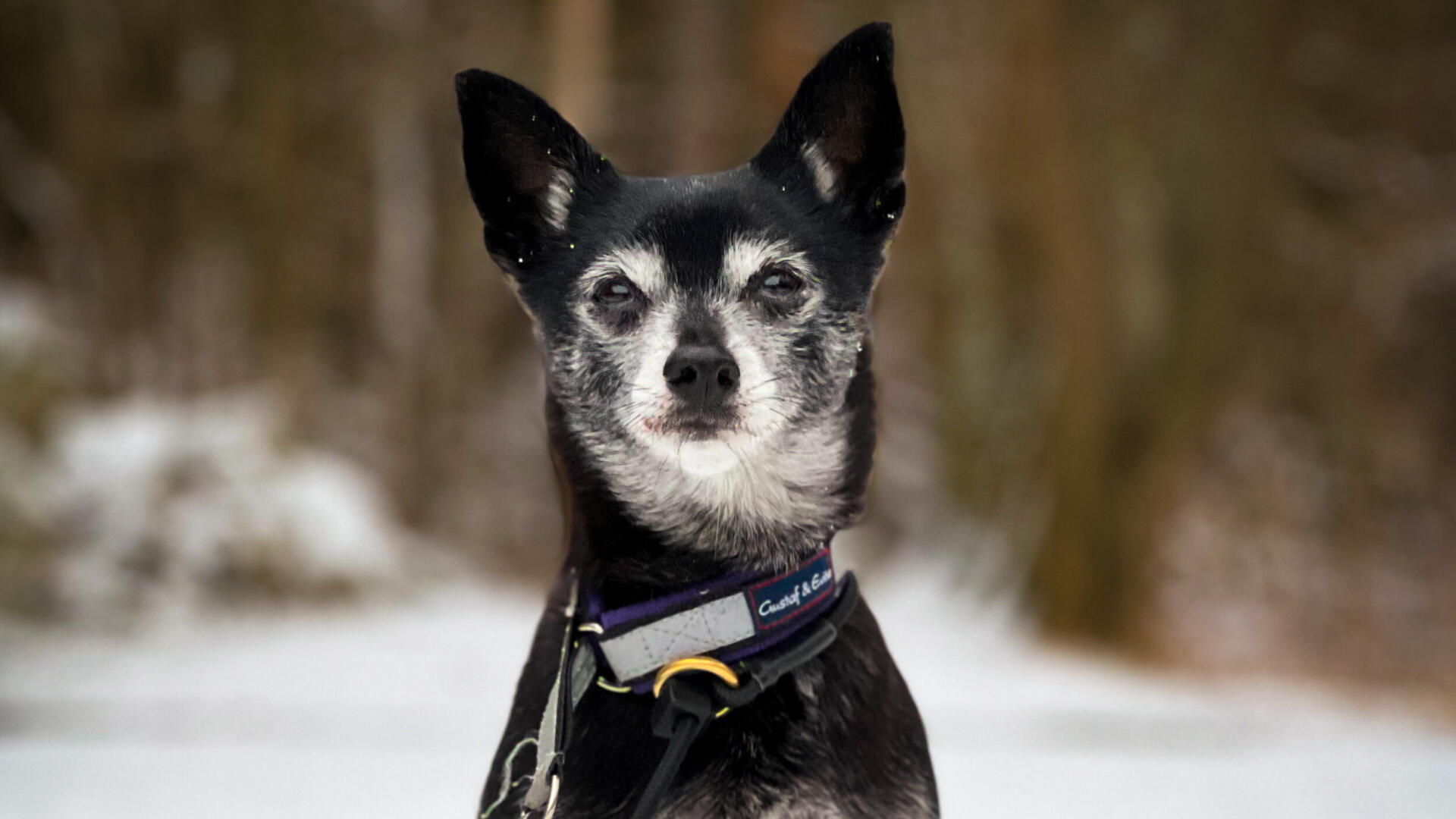 En svartvit hund som sitter i snön.