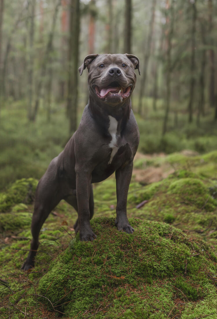 En hund som står med tassarna på en sten med mossa i skogen.