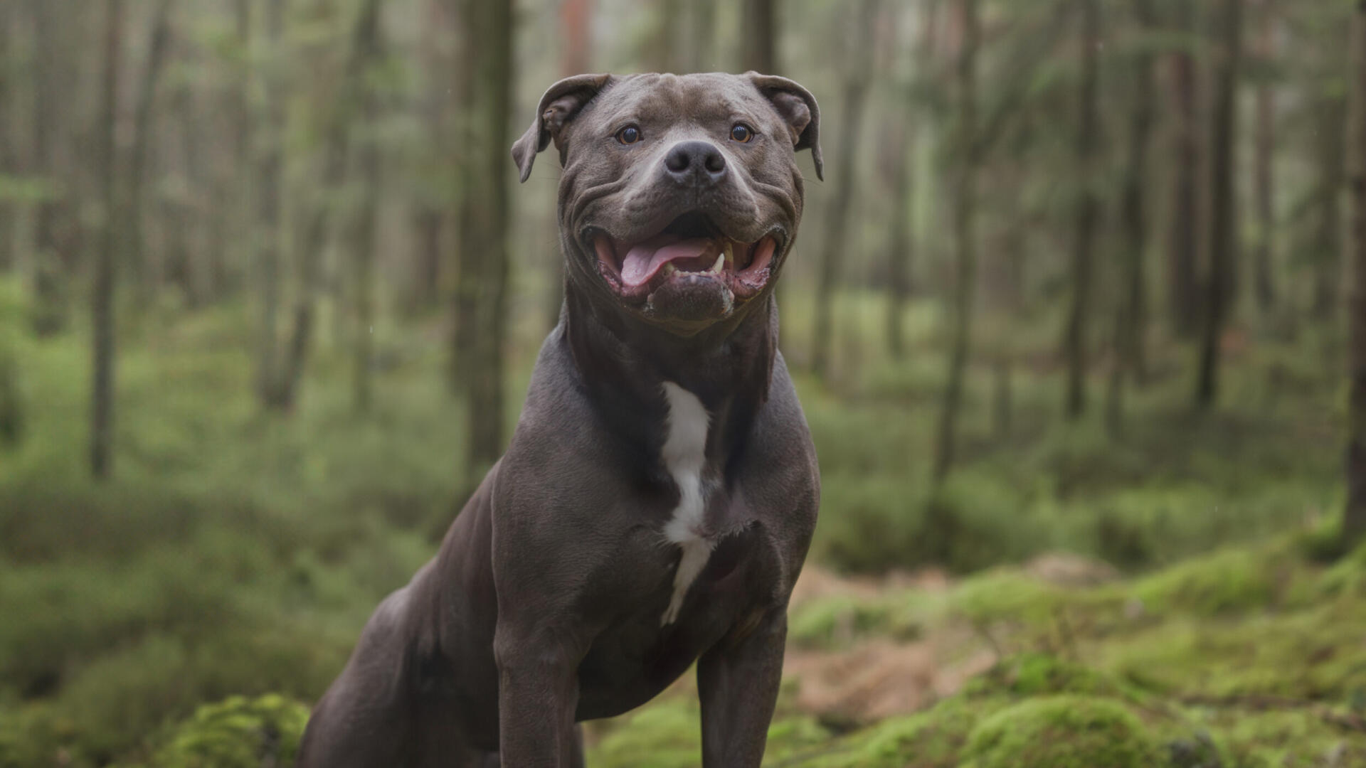 En hund som står med tassarna på en sten med mossa i skogen.