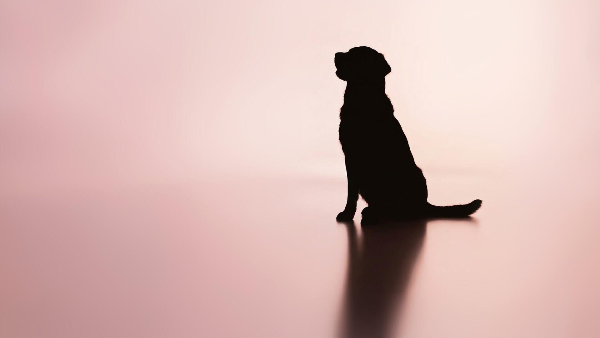 Hundbild_Loveisblind_Ny-1.jpg En svart siluett av en hund mot en rosa bakgrund.
