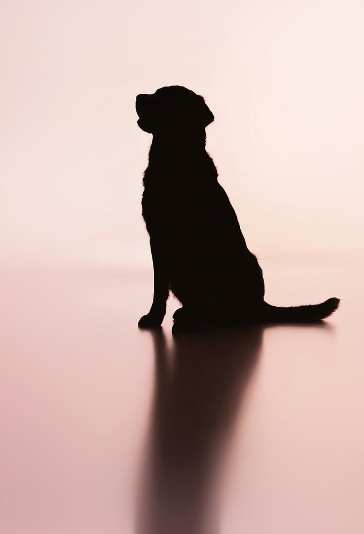 Hundbild_Loveisblind_Ny-3.jpg En svart siluett av en hund mot en rosa bakgrund.