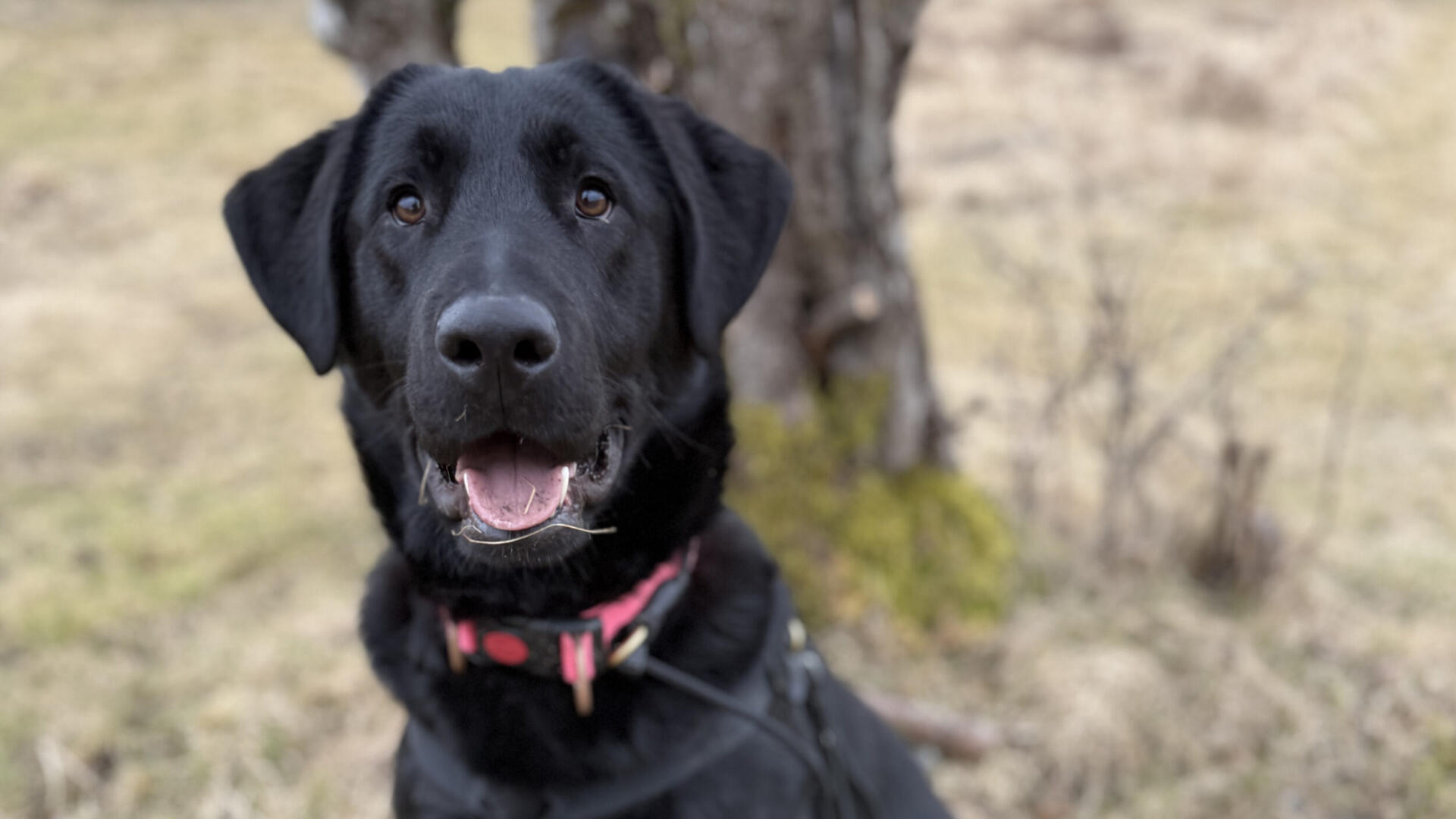 En svart hund som sitter framför ett träd.