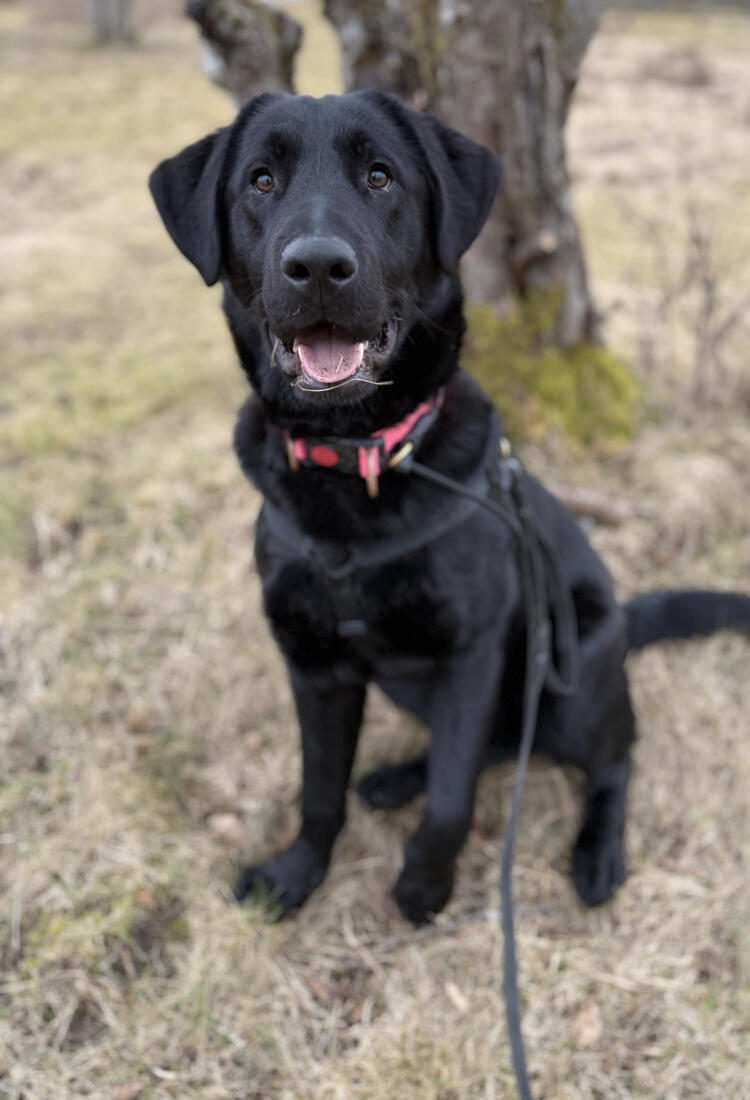En svart hund som sitter framför ett träd.