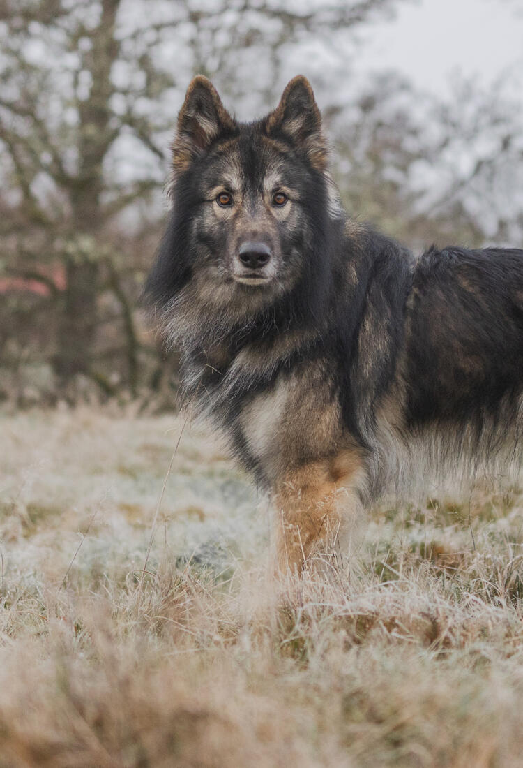 Manni-5-1.jpg En hund som står på ett fält med träd i bakgrunden.