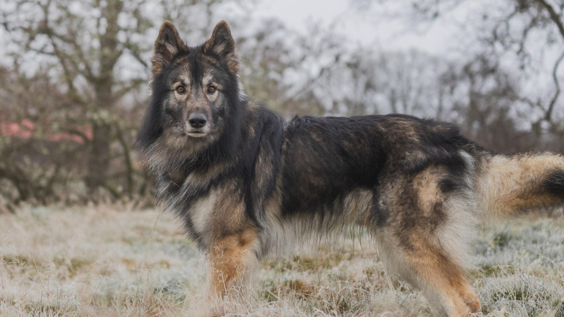 Manni-5.jpg En hund som står på ett fält med träd i bakgrunden.