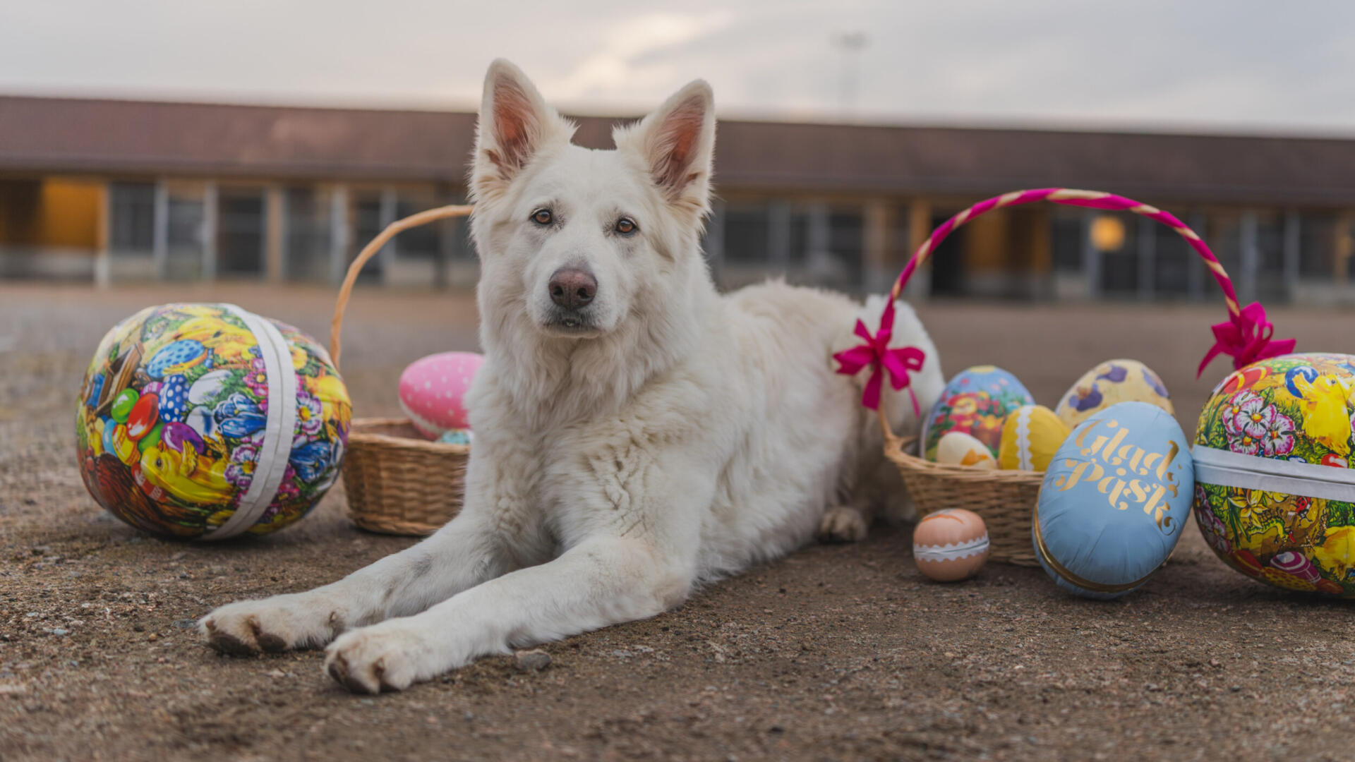 Pask-2026-2.jpg En vit hund som ligger på marken bredvid några dekorerade ägg.