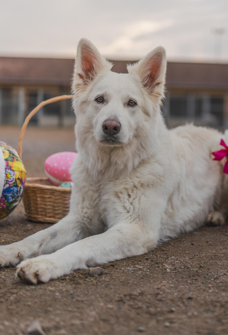 Pask-2026-3.jpg En vit hund som ligger på marken bredvid några dekorerade ägg.
