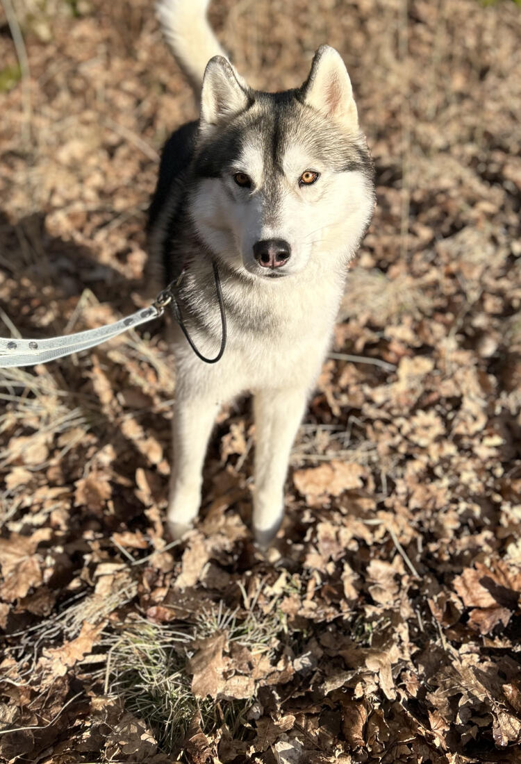 En hund i koppel i skogen.