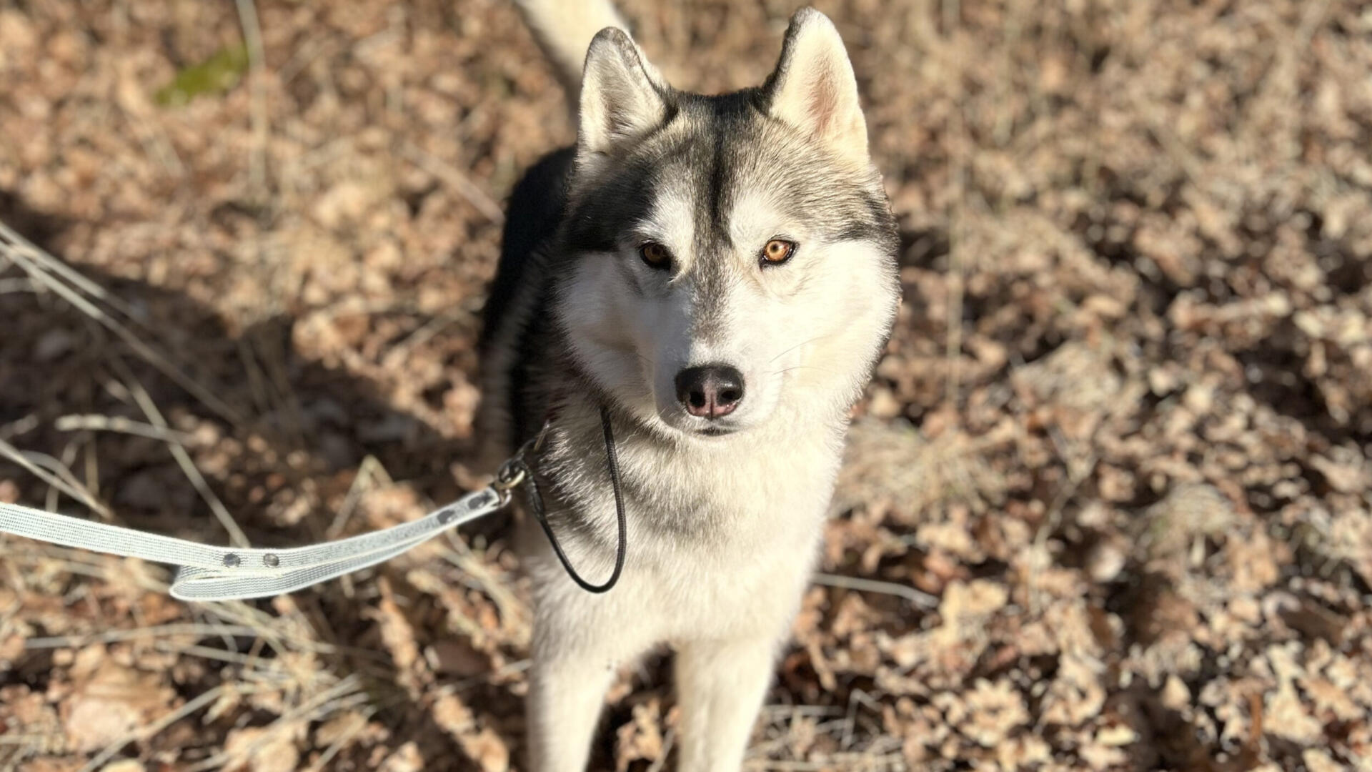 En hund i koppel i skogen.