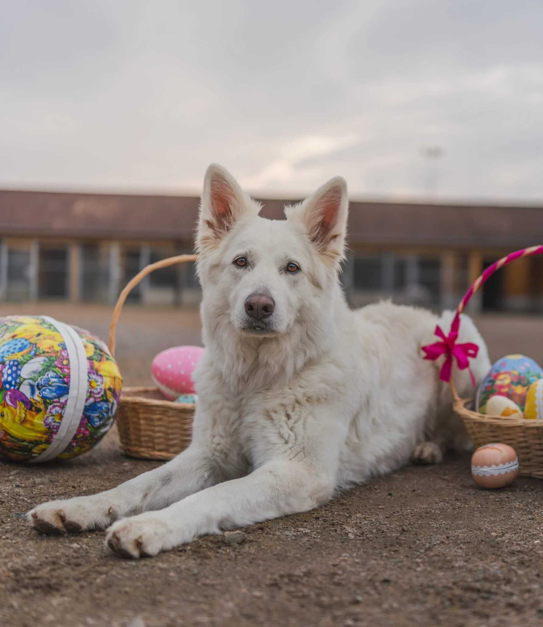 Hund bland påskägg Hund bland påskägg